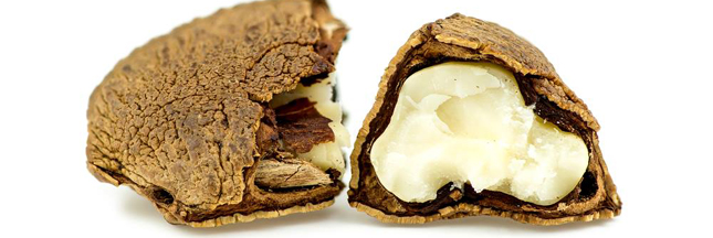 La noix du Brésil : un savoureux antioxydant