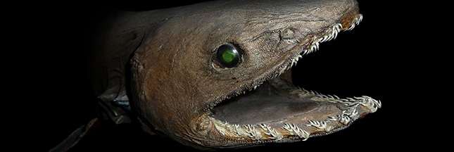 Vidéo : un requin fossile vivant qui manque de mordant