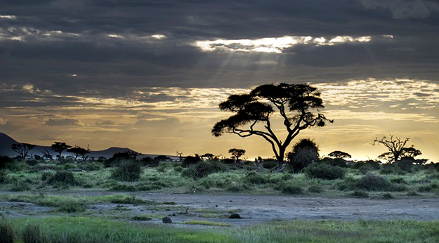 afrique-kenya-arbre