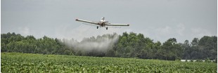5 pesticides cancérigènes dénoncés par l'OMS