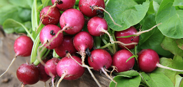 calorie radis bienfaits