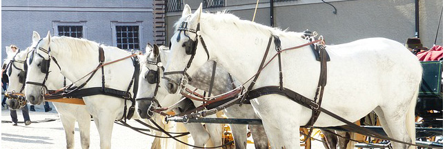 Chevaux éboueurs : retour vers le futur en France et Belgique