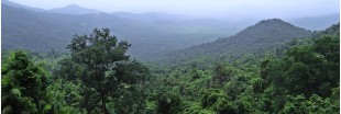 Global Forest Watch : un projet de suivi mondial sur la couverture forestière