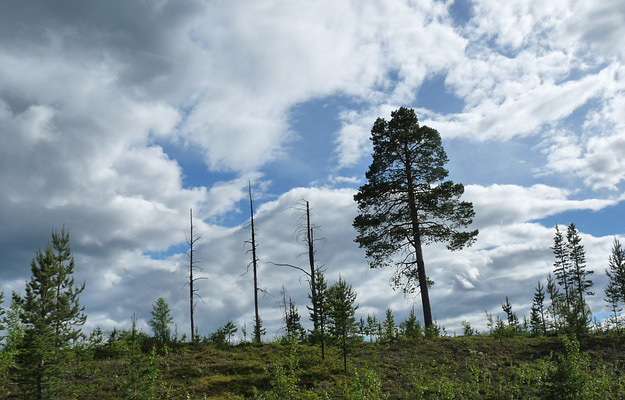 couverture-forestière-déforestation