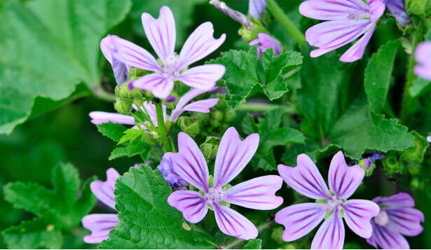 Neudorff Test de pH du Sol, 1 kit - Bloomling France