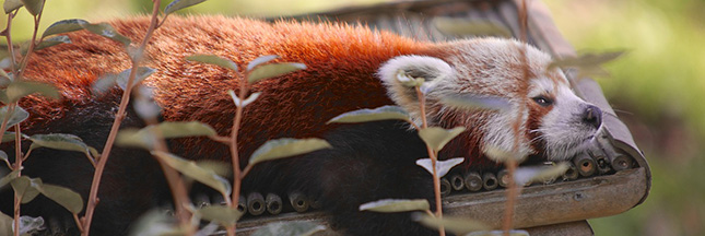 Le zoo de Lille rouvre ses portes : photos