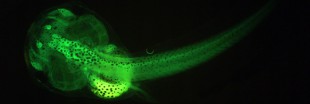 Têtards fluorescents pour mesurer la pollution des eaux