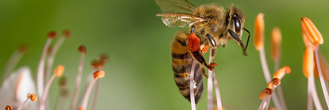 Aider les abeilles