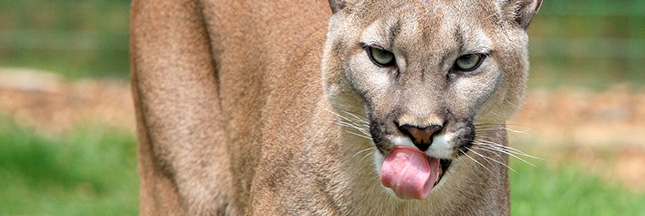 cougar-puma-animal-espece-menacee-00-ban