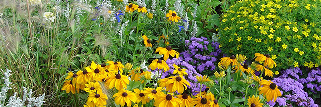 fleurs-champs-abeilles-insectes-biodiversité-plantes