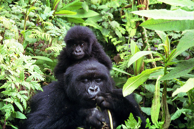 gorille-animal-menacé-biodiversité-en-danger