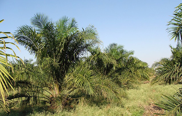 huile-palme-nutella-orang-outan-plante-biodiversité-cosmétique-arbre
