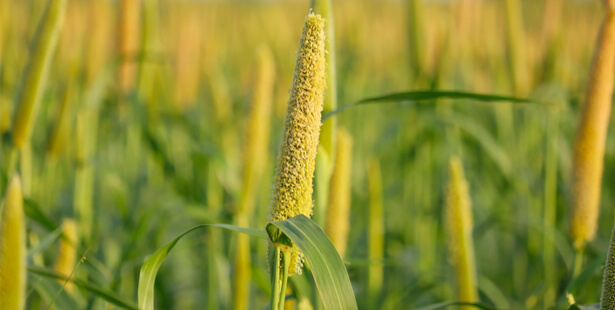 millet