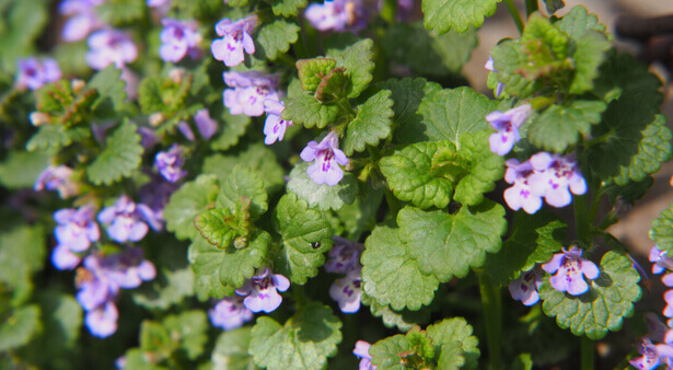 Les fleurs sauvages comestibles au goût extra