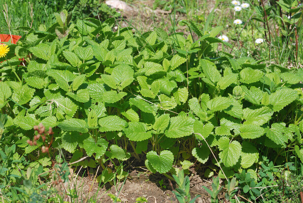 plante comestible