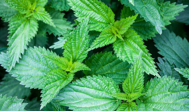 14 plantes sauvages comestibles : guide pratique