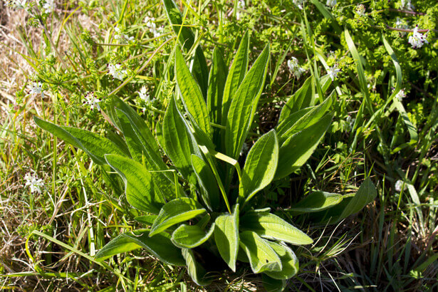 plante comestible