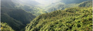 Reforestation : l'Équateur établit un record mondial