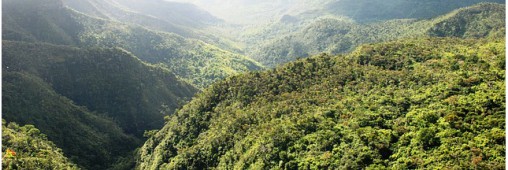 Reforestation : l’Équateur établit un record mondial