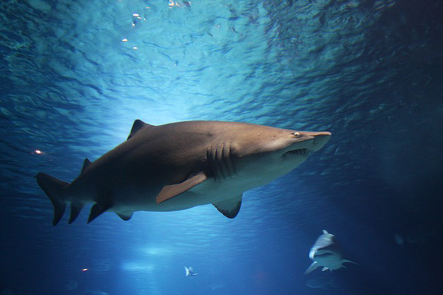 requin-shark-pêche-aileron-fining-eau-océan-menace-extinction