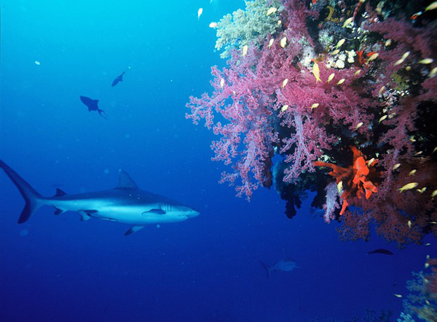 récif-requin-corail-mer-océan-biodiversité-menace-extinction-danger