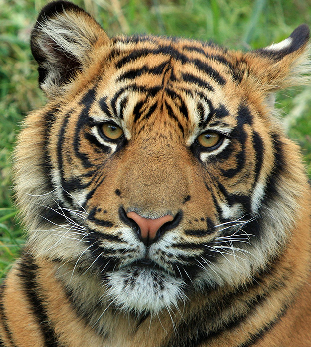 tigre-animal-menacé-biodiversité-en-danger