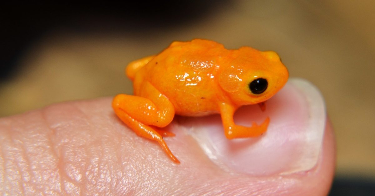 7 nouvelles espèces de grenouilles nous renseignent sur le climat
