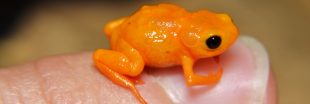 7 nouvelles espèces de grenouilles nous renseignent sur le climat 7 nouvelles espèces de grenouilles nous renseignent sur le climat