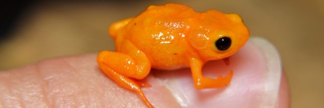 Pumpkin Toadlet
