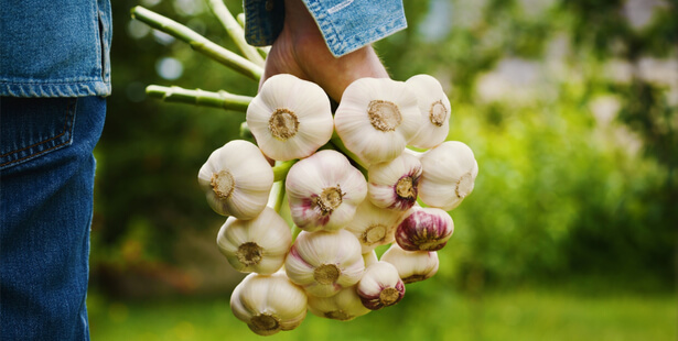 Insecticide naturel pour les plantes