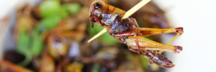 Manger des insectes : attention danger, prévient l'ANSES