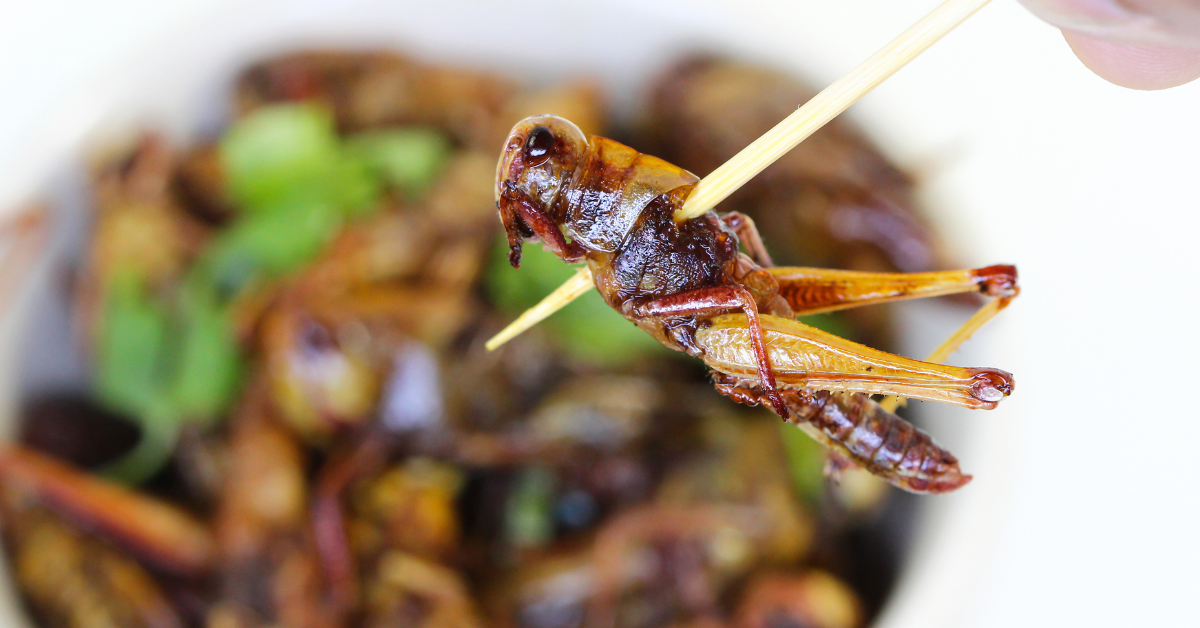 Comestible : 10 insectes que vous ne pensiez pas !