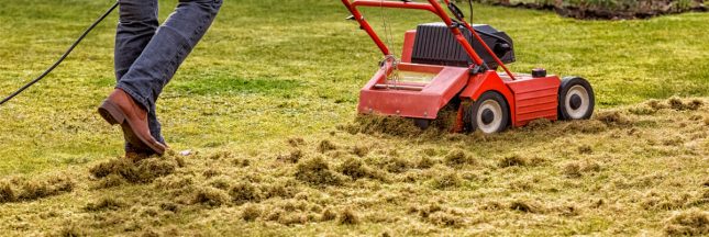 paillage tonte de pelouse pailler potager jardin bio
