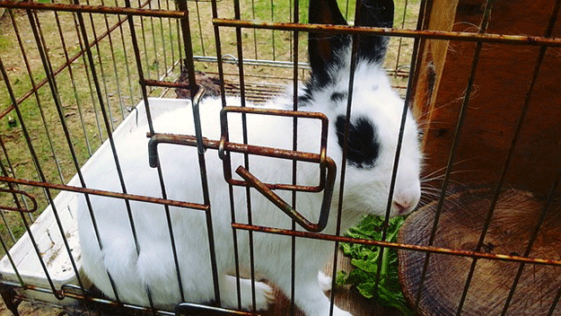 lapin-animaux-en-vacances-cage