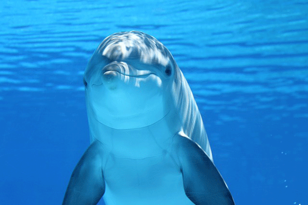 nager-avec-les-dauphins-animaux-vacances