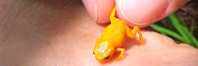 7 nouvelles espèces de grenouilles nous renseignent sur le climat 7 nouvelles espèces de grenouilles nous renseignent sur le climat