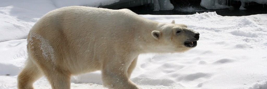 ‘L’ours polaire s’attaque aux dauphins à cause du changement climatique’