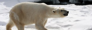 'L'ours polaire s'attaque aux dauphins à cause du changement climatique'