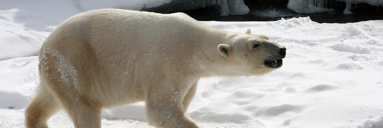 'L'ours polaire s'attaque aux dauphins à cause du changement climatique' 'L'ours polaire s'attaque aux dauphins à cause du changement climatique'