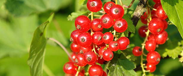 Groseillier © Shutterstock http://www.shutterstock.com/fr/pic-153409406/stock-photo-branch-of-of-ripe-redcurrant-growing-lit-with-sunlight.html