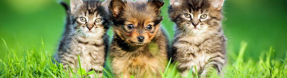 Nos animaux de compagnie