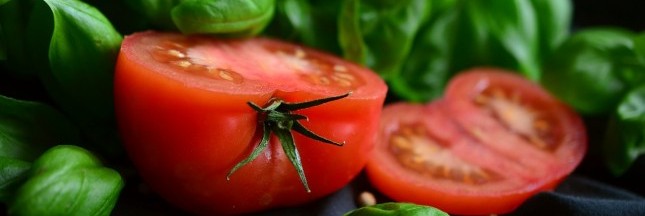 Tomates : le fruit-légume qu’on a failli ne jamais manger