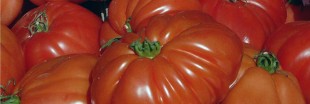 Le scandale de la fausse tomate coeur de boeuf continue