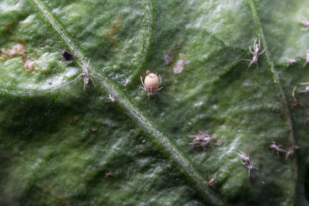 lutte biologique auxiliaires aphidius