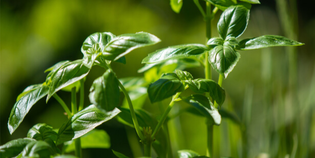 liqueur vin mélisse berce basilic plante recette maison