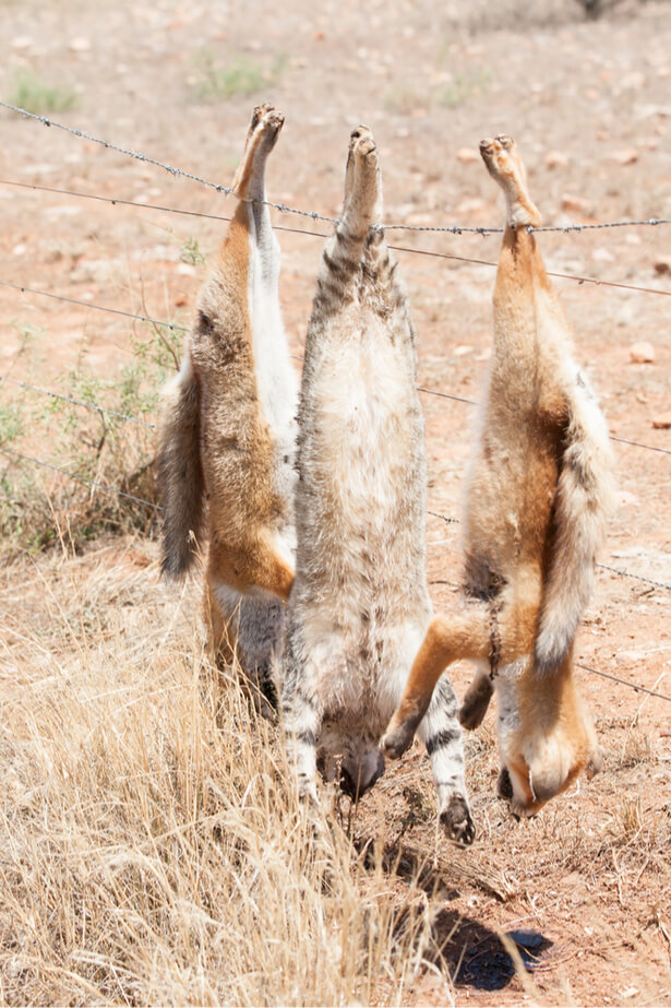 chats sauvages