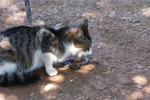 chats sauvages