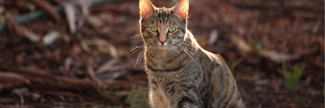 chats sauvages australie