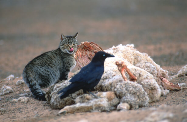 chats sauvages