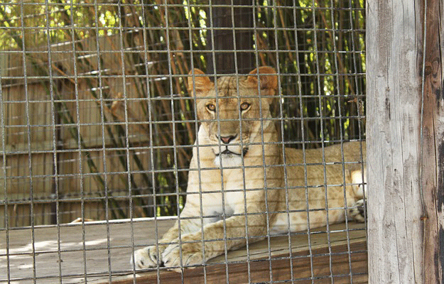 cirque-animaux-sauvages-mexique-lions